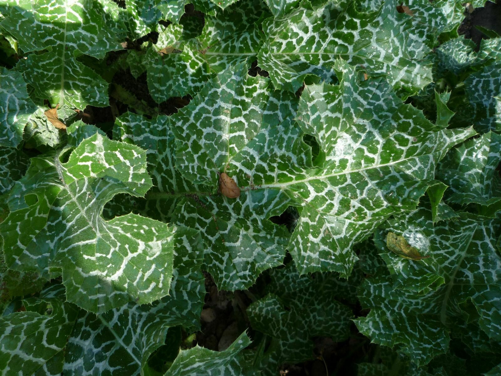 High Resolution Silybum marianum Leaf